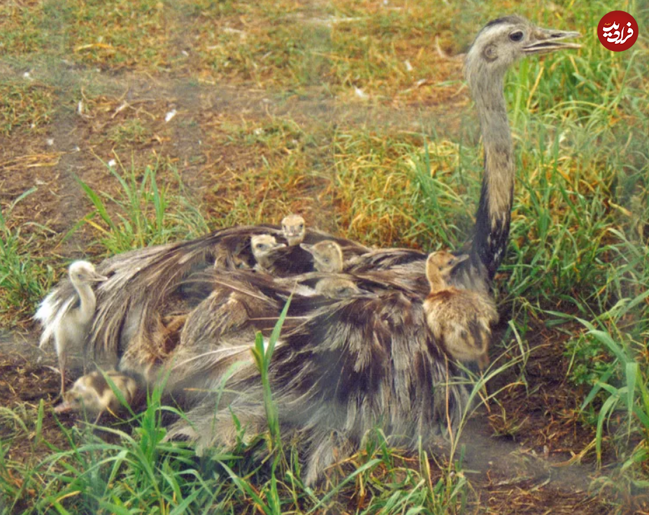 (تصاویر) این ۱۰ حیوان، بهترین پدر‌ها در طبیعت هستند!