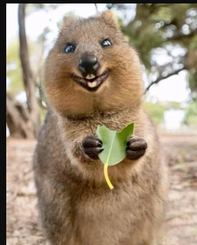 (عکس) گول ظاهر بامزه این هیولا کوچک را نخورید