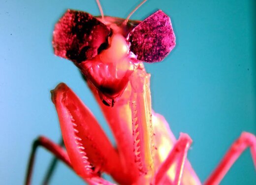 (تصاویر) حشره ترسناک پرنده شکار کرد