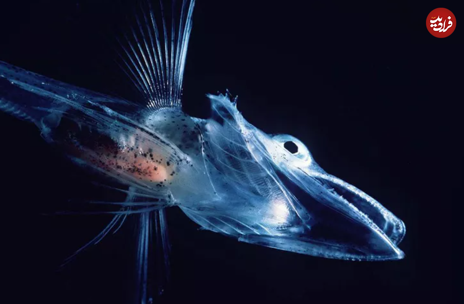 (تصاویر) ۱۱ حیوان شفاف شگفت انگیز با پوست شیشه‌ای