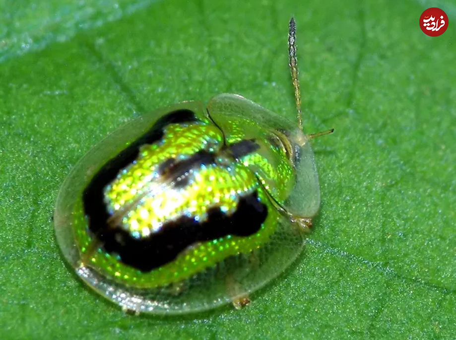 (تصاویر) ۱۱ حیوان شفاف شگفت انگیز با پوست شیشه‌ای