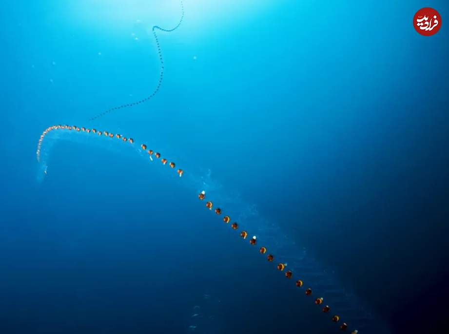 (تصاویر) ۱۱ حیوان شفاف شگفت انگیز با پوست شیشه‌ای