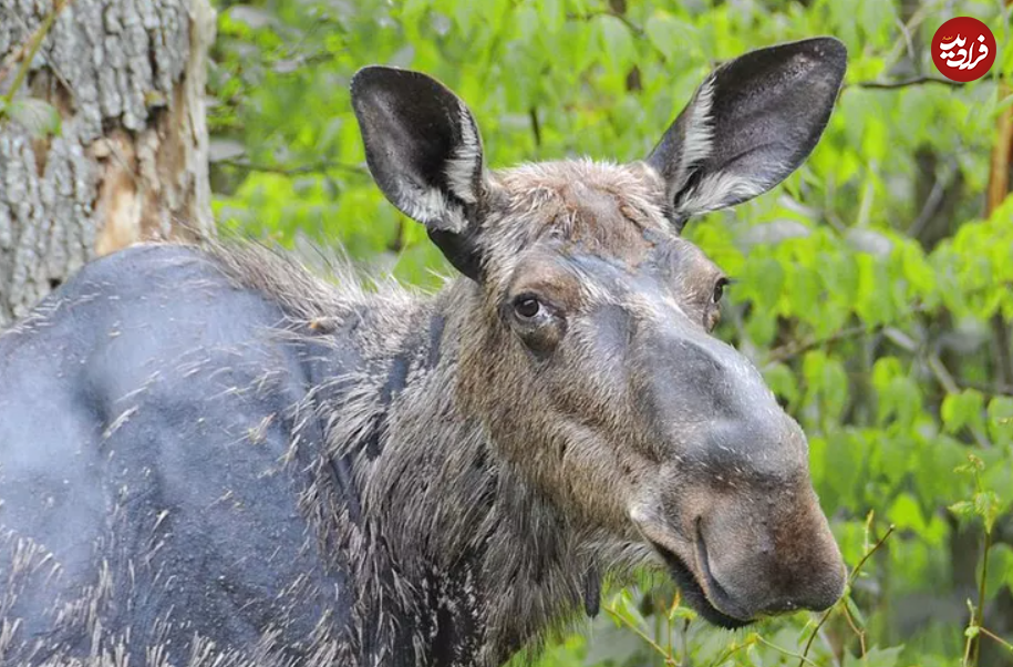 (تصاویر) گول ظاهر این ۱۵ حیوان بامزه، اما کشنده را نخورید!