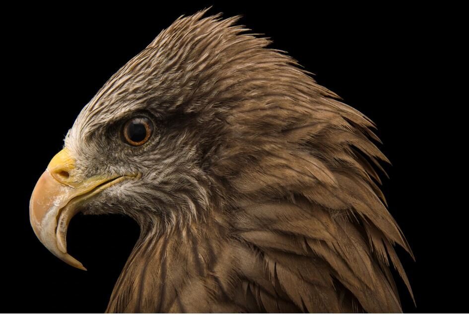 پرنده‌ اسرارآمیز، شکارش را از آتش بیرون می‌کشد