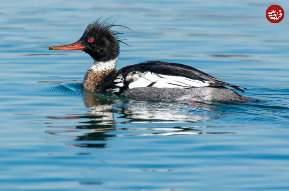 یوزپلنگ‌های آسمان؛ با سریع‌ترین پرندگان جهان آشنا شوید!
