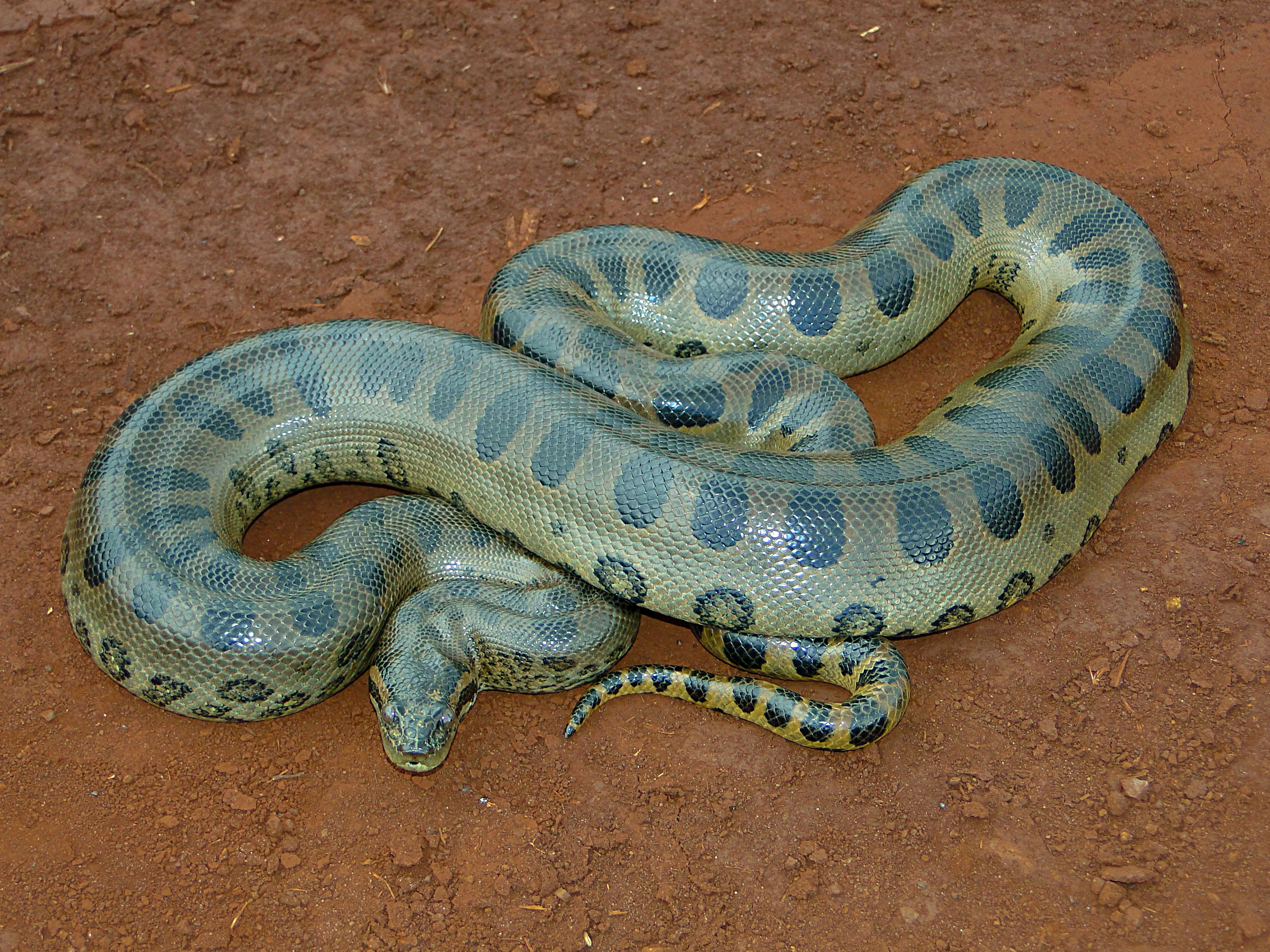 مار