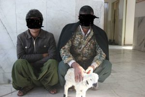 همدستی مرغ زنده با قاچاقچی کوکائین