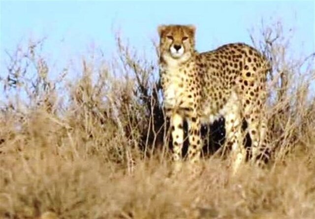 مهشاد3