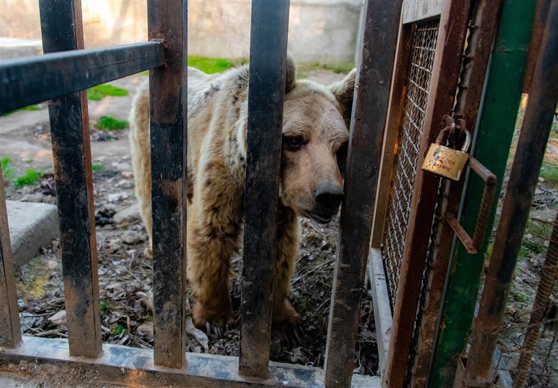 (ویدئو) فیلم باغ وحش طاهرده ساری چگونه منتشر شد؟