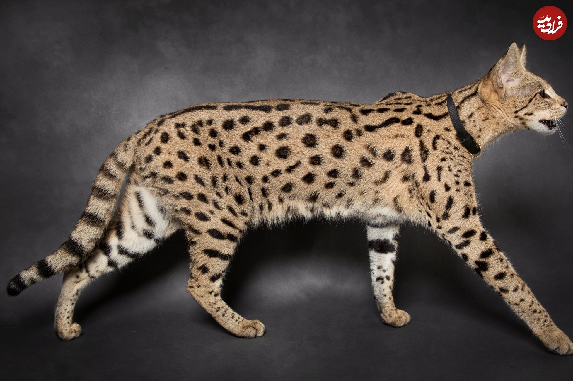 ۷ حیوان ترکیبی که از دیدن‌شان غافلگیر می‌شوید