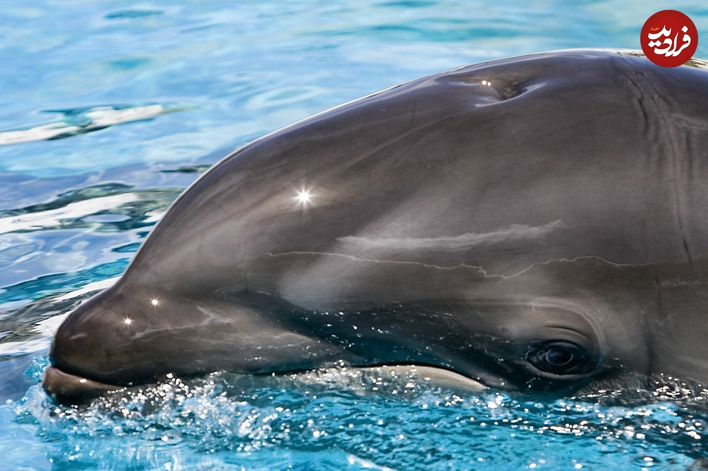 ۷ حیوان ترکیبی که از دیدن‌شان غافلگیر می‌شوید