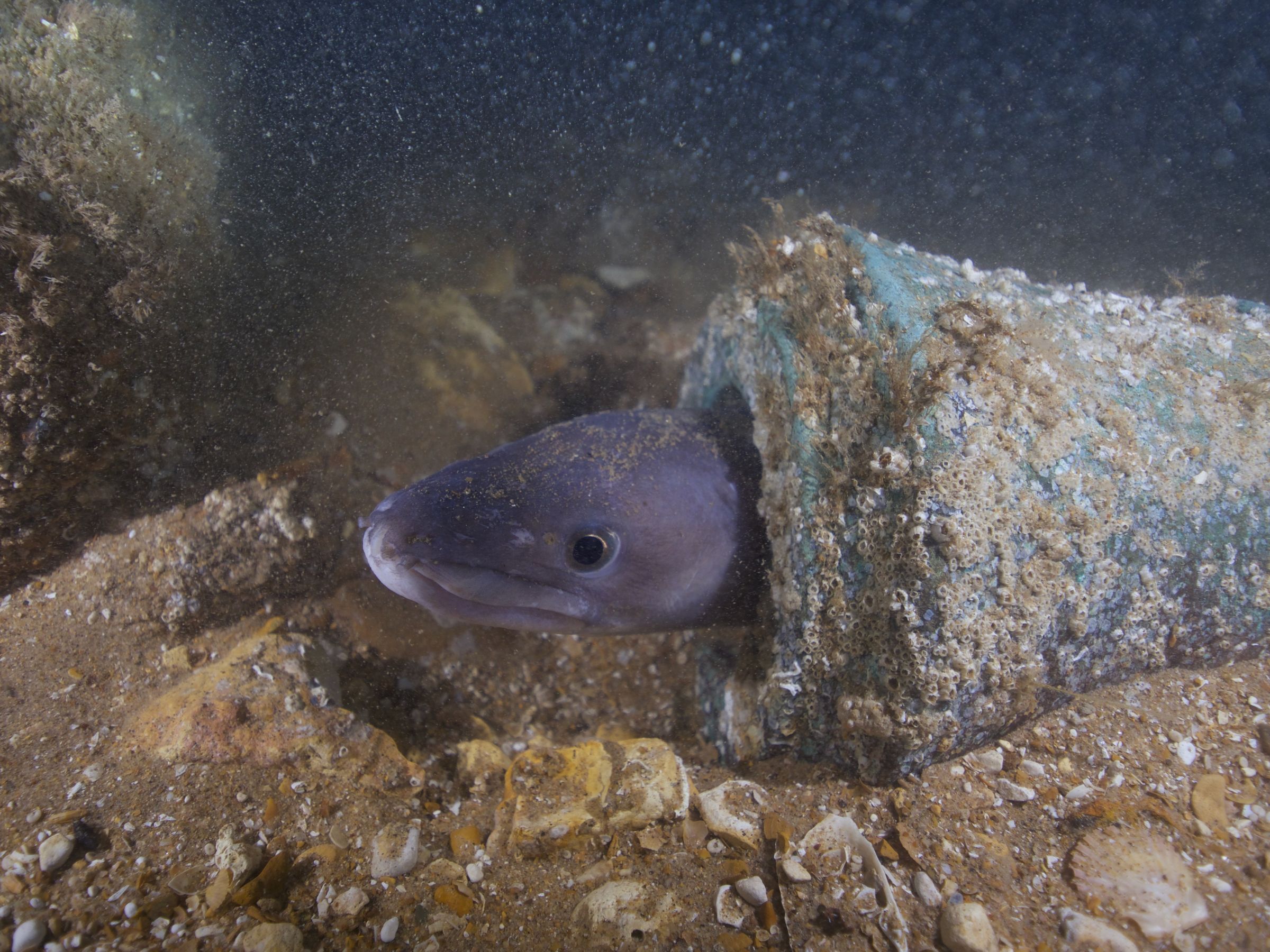 (عکس) شناسایی کشتی جنگی که ۳۰۰ سال قبل غرق شد