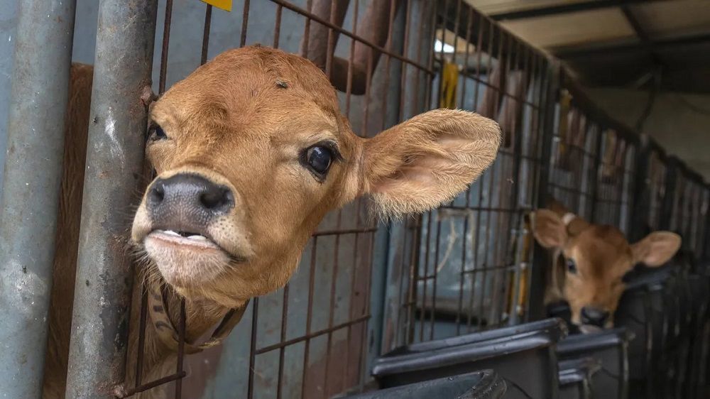 شبیه‌سازی سه «اَبَرگاو» در چین با امکان تولید سالانه ۱۸ تن شیر