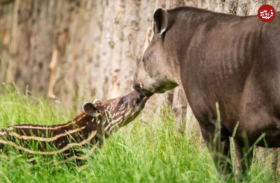 (تصاویر) این حیوانات شگفت انگیز طولانی‌ترین دوره بارداری را دارند!