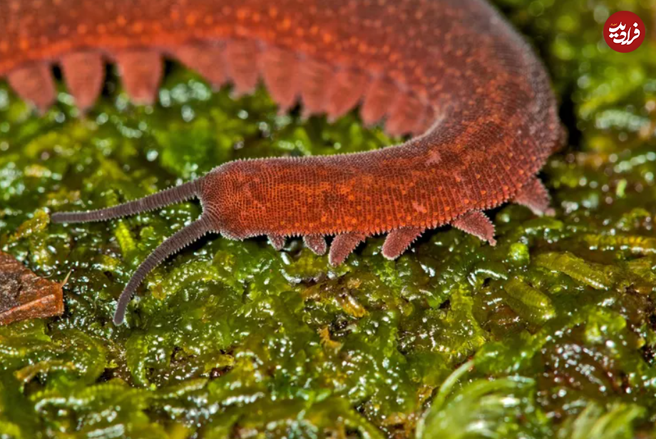 (تصاویر) این حیوانات شگفت انگیز طولانی‌ترین دوره بارداری را دارند!