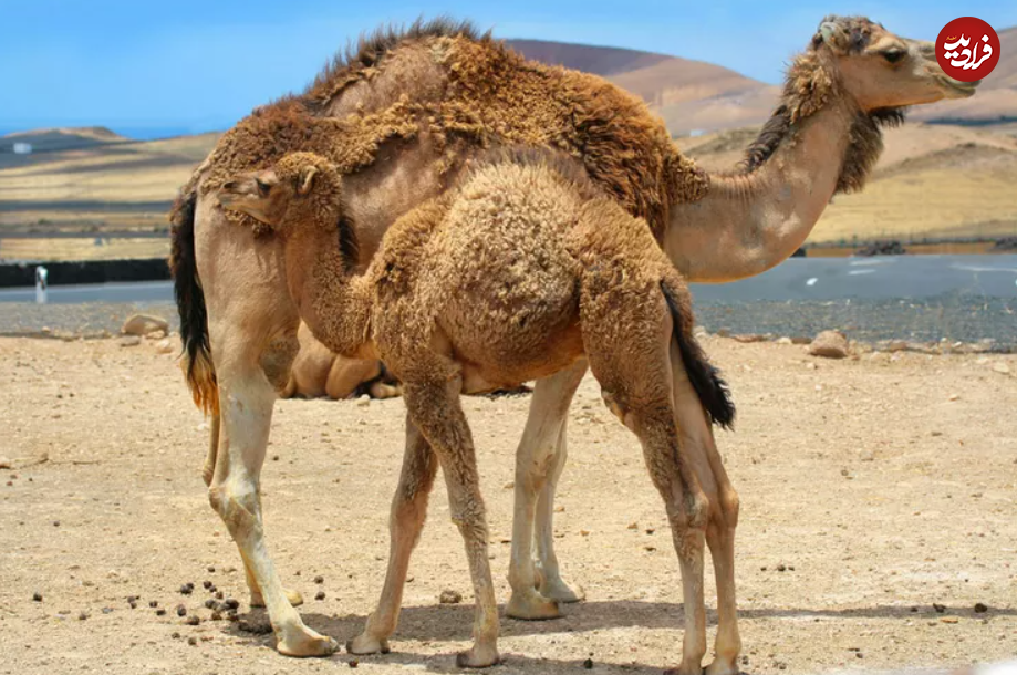شتر