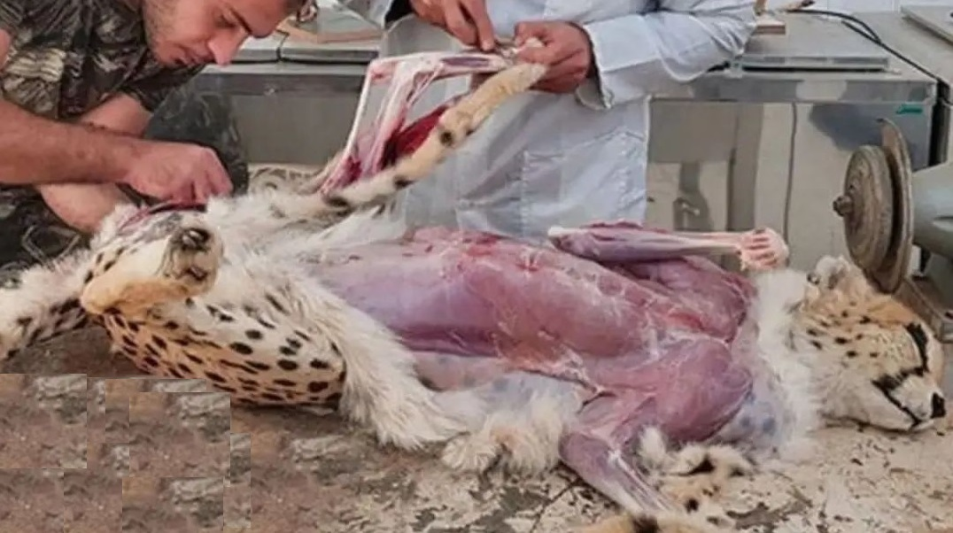 (عکس) از شایعه تا واقعیت؛ تصاویر پوست‌کندنِ «پیروز» واقعی است؟