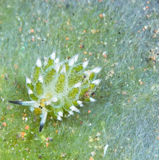 (عکس) گوسفند دریایی شکار شد!