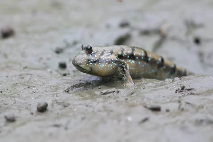 چگونه ماهی تکامل یافت تا راه برود و در یک مورد به انسان تبدیل شد؟//ترجمه