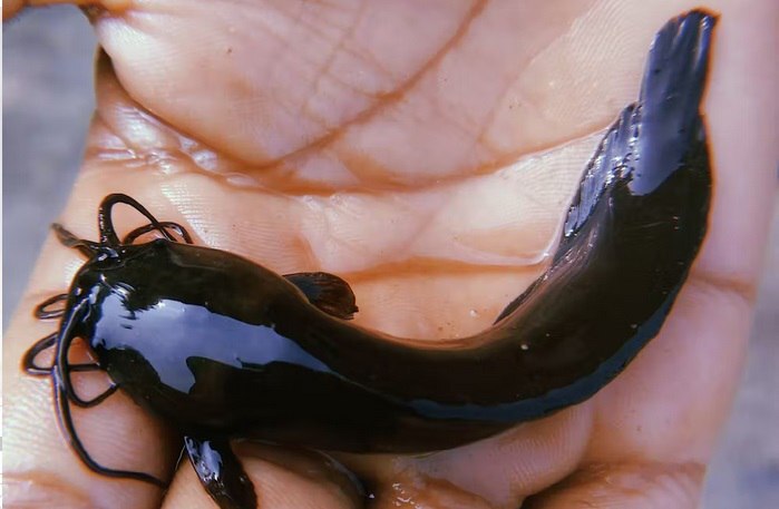 چگونه ماهی تکامل یافت تا راه برود و در یک مورد به انسان تبدیل شد؟//ترجمه