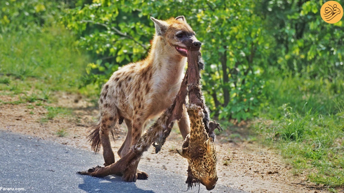(تصاویر)