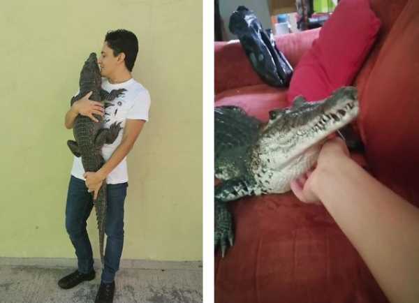  عکس تمساح خانگی