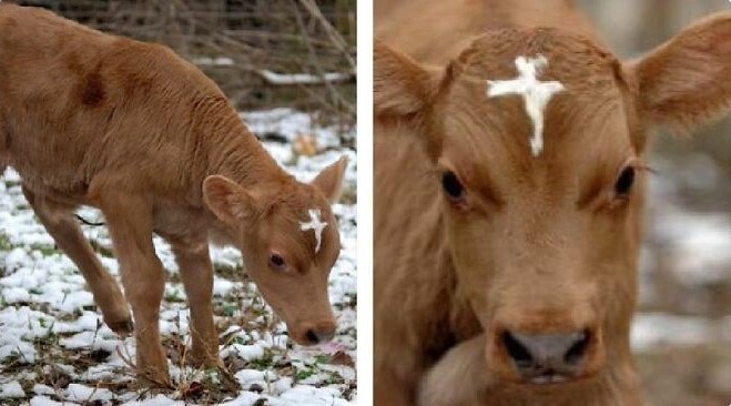 گاف بامزه‌ی خِنگ‌ترین مار جهان، پر بازدید شد