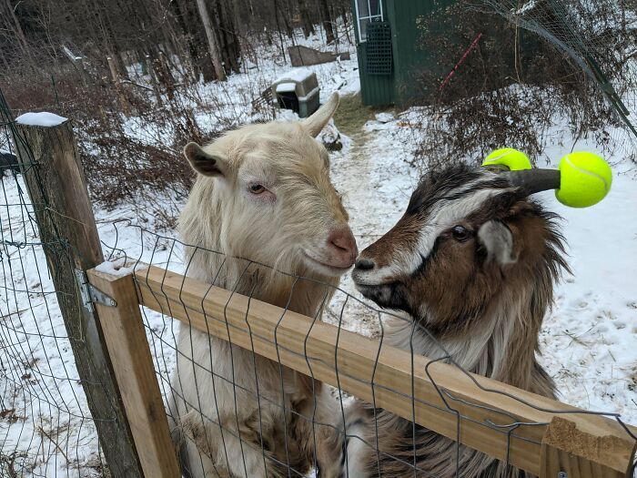 گاف بامزه‌ی خِنگ‌ترین مار جهان، پر بازدید شد