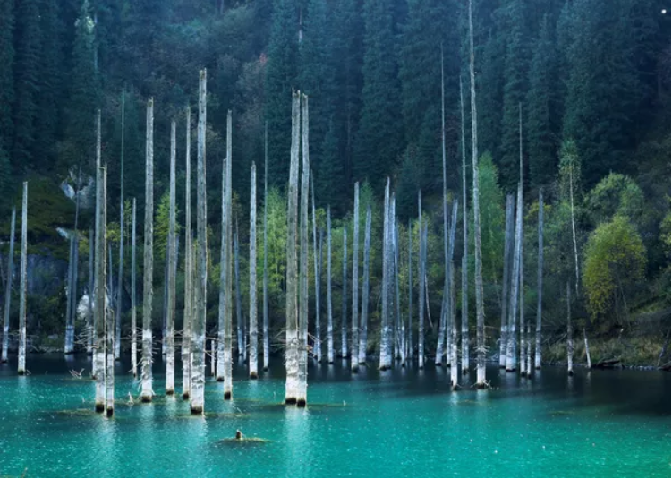 افسانه جنگلی: جنگل های غیر معمول در جهان