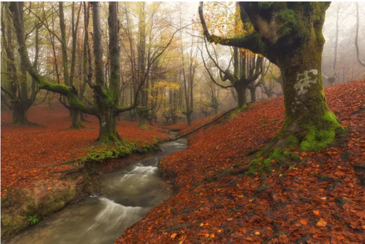 افسانه جنگلی: جنگل های غیر معمول در جهان