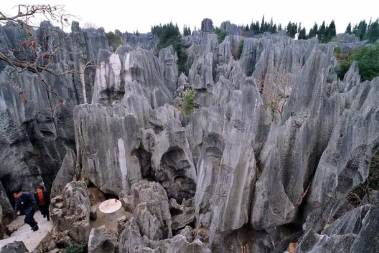 افسانه جنگلی: جنگل های غیر معمول در جهان