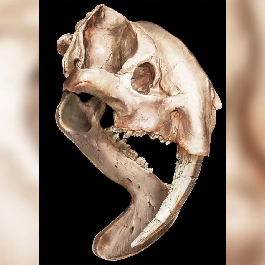 (عکس) وحشتناک‌ترین شکارچی شب عصر حجر!