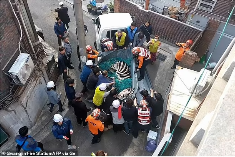 (عکس) گورخری که از باغ‌وحش فرار کرد و شهر را بهم ریخت