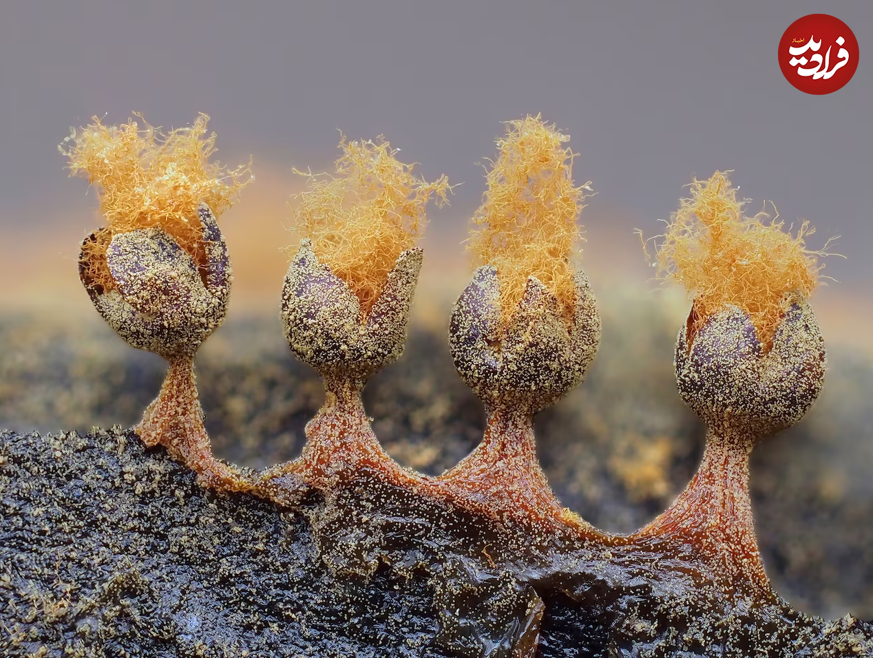 (تصاویر) زیبایی حیرت‌آور «کپک لجن»!