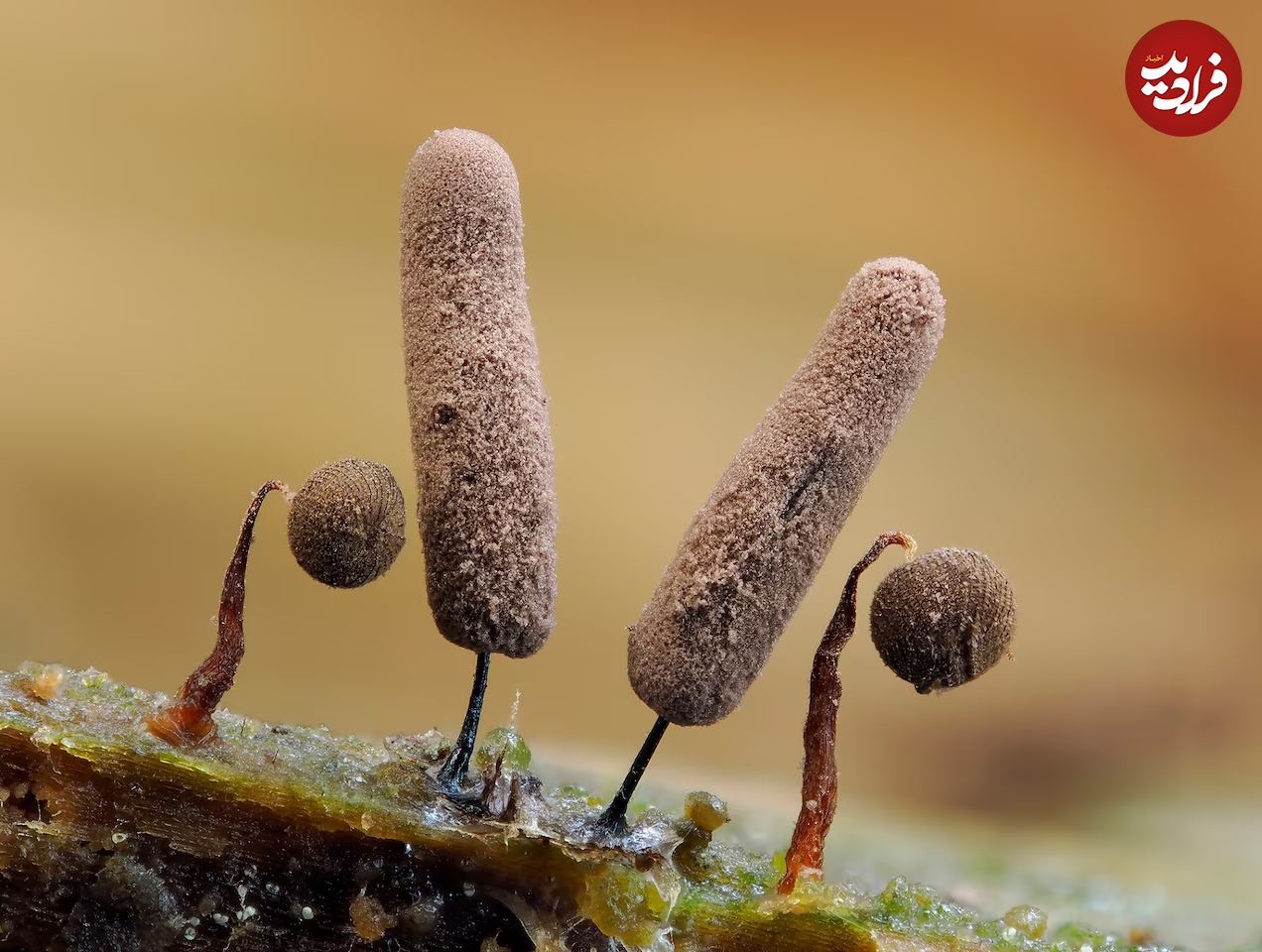 (تصاویر) زیبایی حیرت‌آور «کپک لجن»!