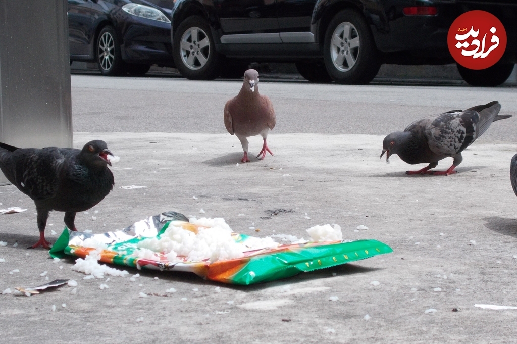 عکس‌های جالبی که یک سگ با ضربان قلبش گرفته است!