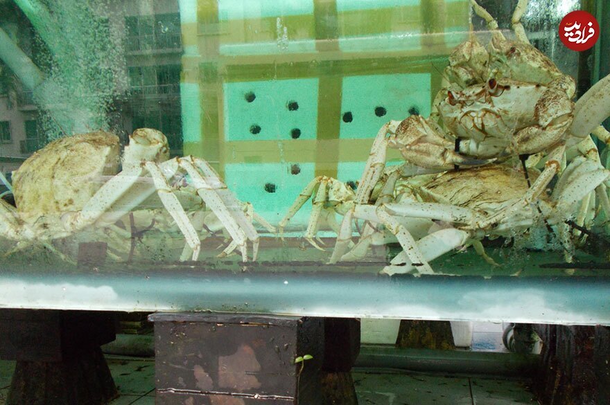 عکس‌های جالبی که یک سگ با ضربان قلبش گرفته است!