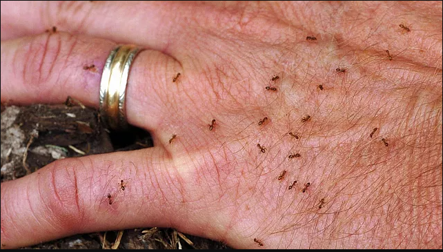 دانشمندان رابطه جنسی «عجیب» مورچه «دیوانه» را کشف کردند