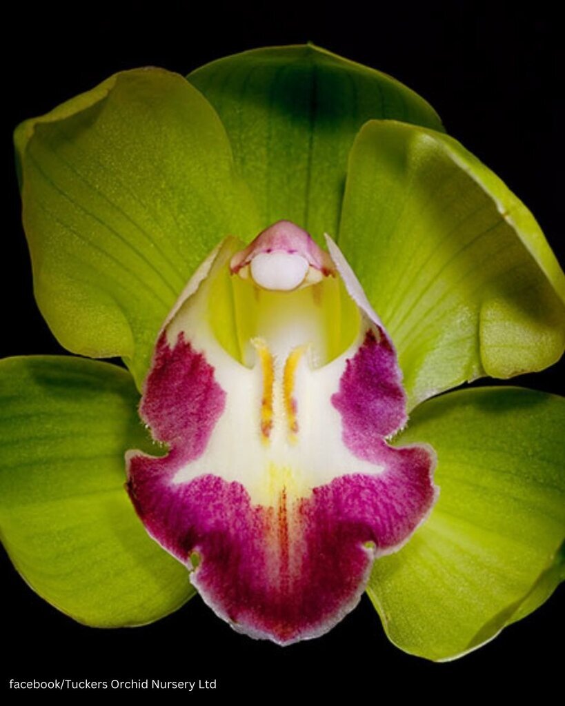 تصاویر گران‌ترین گل‌های جهان؛ ملکه شب را ببینید/این گل کاملا غیرقابل ارزش‌گذاری است