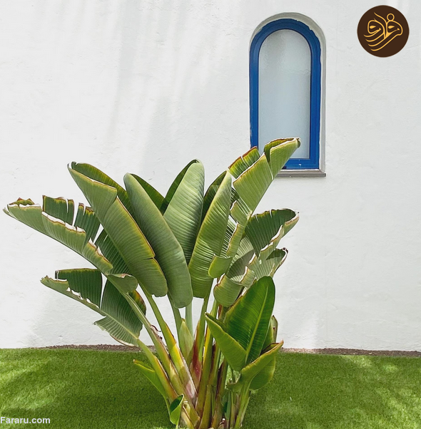 استرلیتزیا