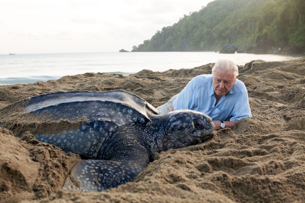 ۱۰ مستند برتر تاریخ در مورد حیات وحش و طبیعت؛ از The Blue Planet تا Our Planet