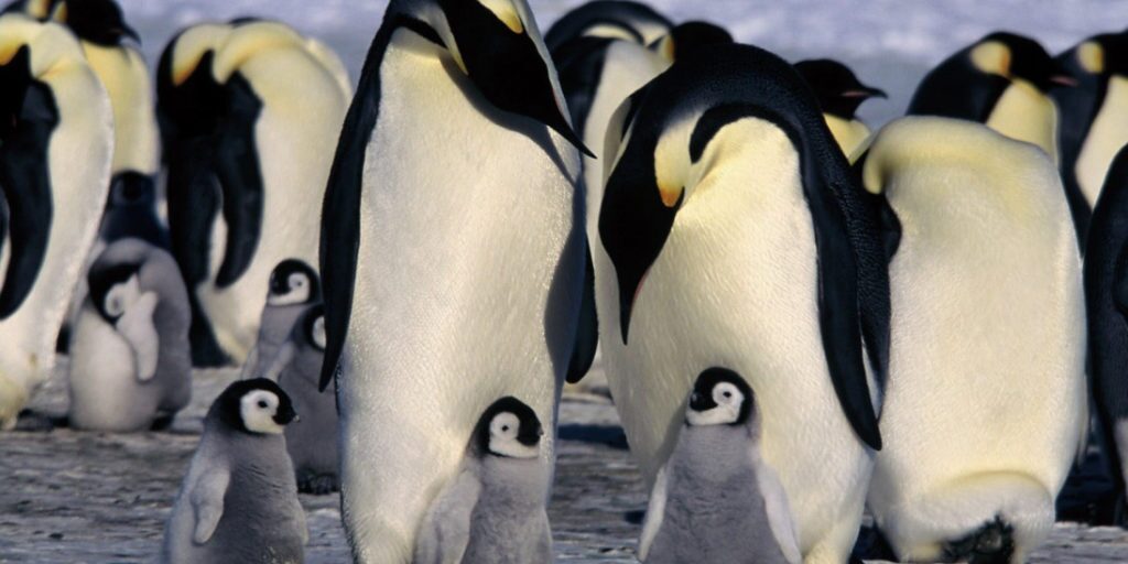 ۱۰ مستند برتر تاریخ در مورد حیات وحش و طبیعت؛ از The Blue Planet تا Our Planet
