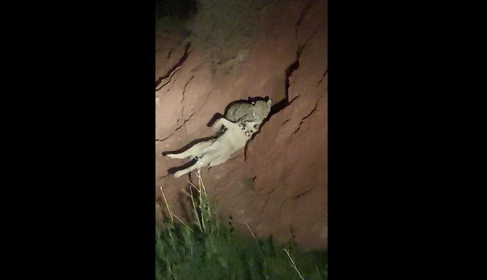 (ویدئو) شکار «سگ بلاصاحب» توسط «پلنگ» در فیروزکوه!