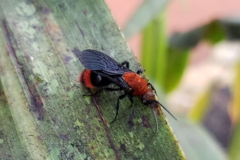 (تصویر) راز پنهان پشت ظاهر فربینده مورچه گاوکُش