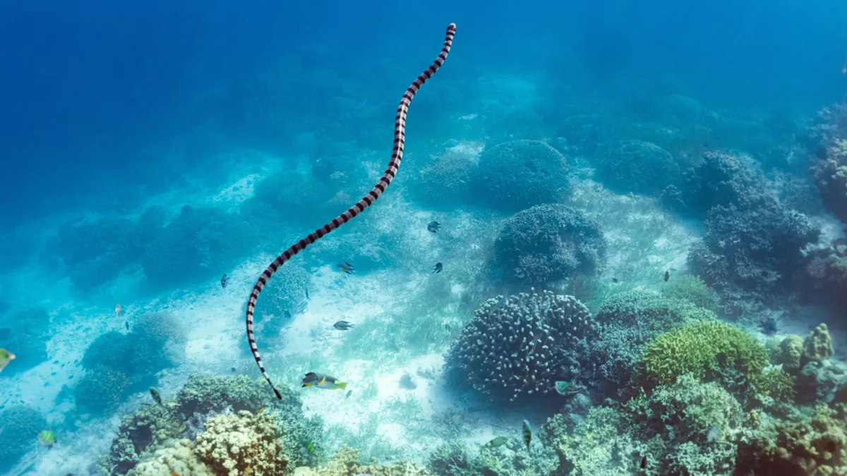 colossaeus