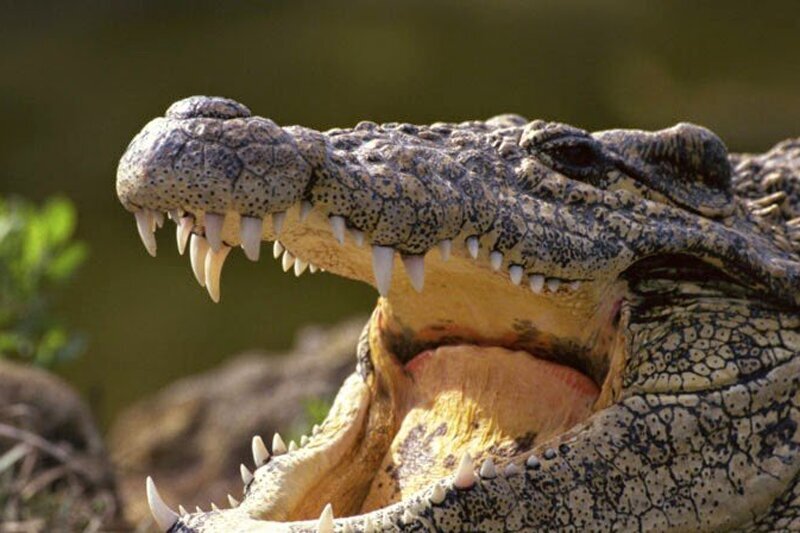 راز جزیره‌ای که سفر به آن به قیمت مرگ است!