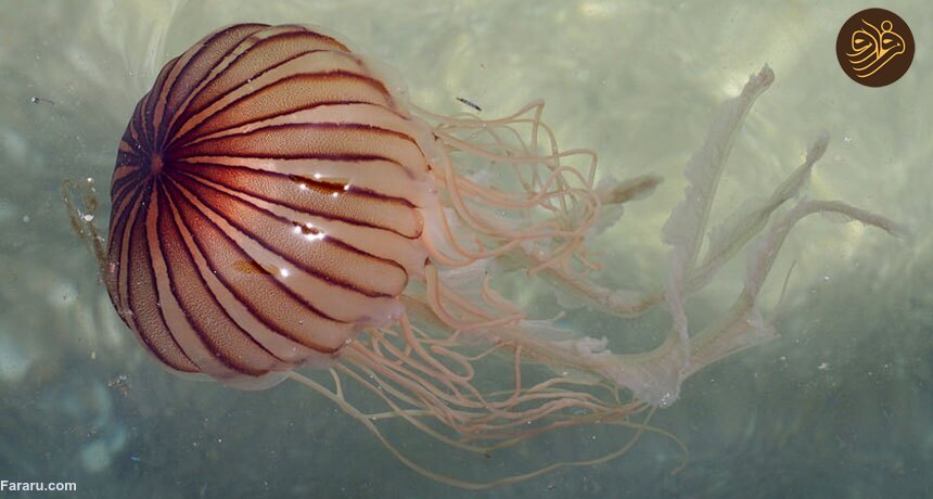 بهترین و بدترین افسانه‌ها و حکمت‌های سلامت /