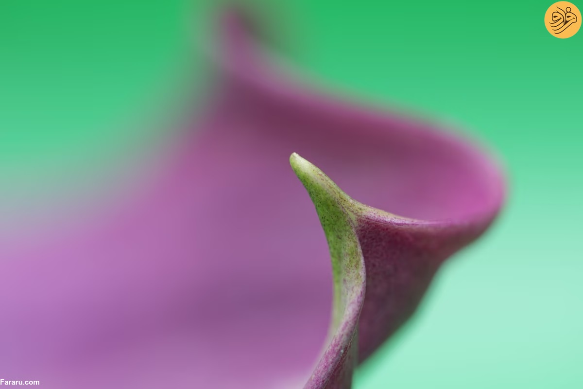 (تصاویر)