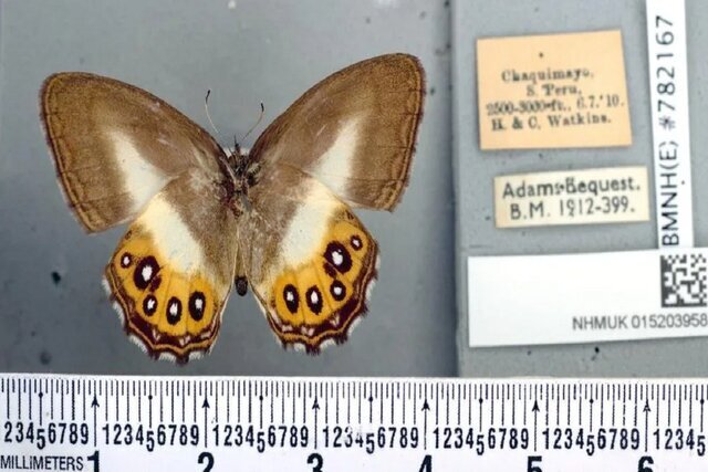 Saurona triangular