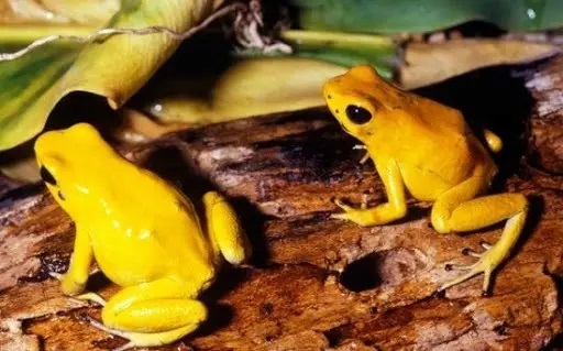 قورباغه سمی طلایی